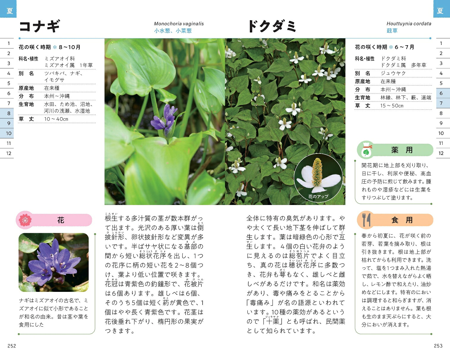 ハンディ版野草図鑑食草・薬草・毒草がわかる（アサヒ園芸BOOK）[金田洋一郎]