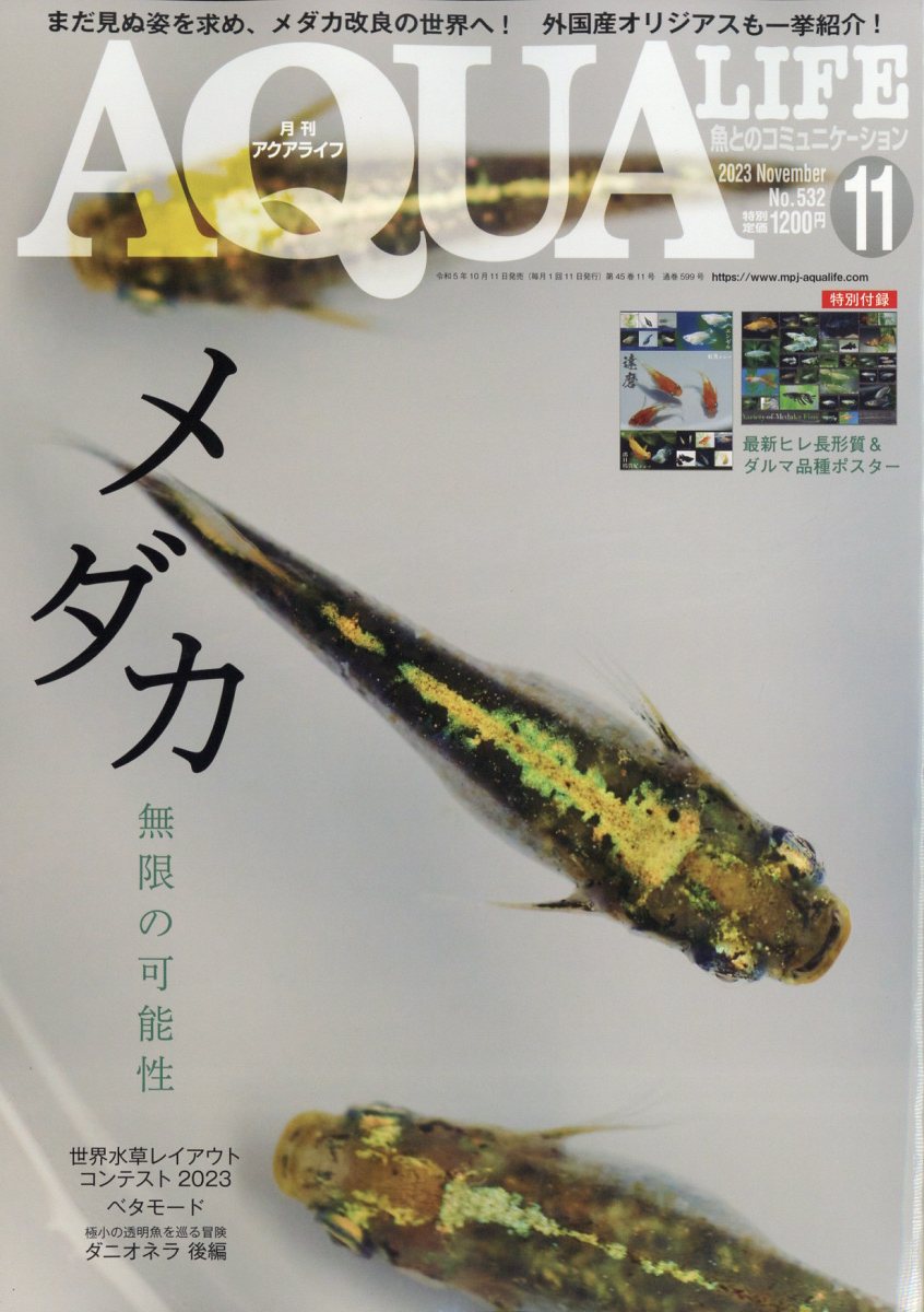 魚とのコミュニケーション 月刊アクアライフ2022年4月号 - 趣味