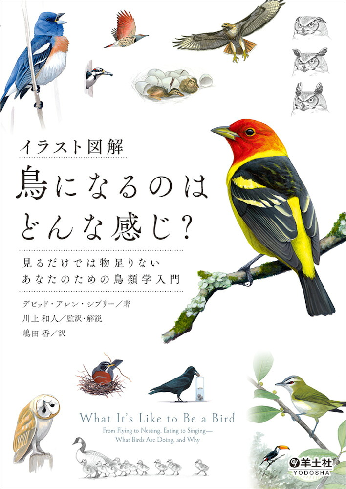 イラスト図解鳥になるのはどんな感じ？見るだけでは物足りないあなたのための鳥類学入門[デビッド・アレン・シブリー]
