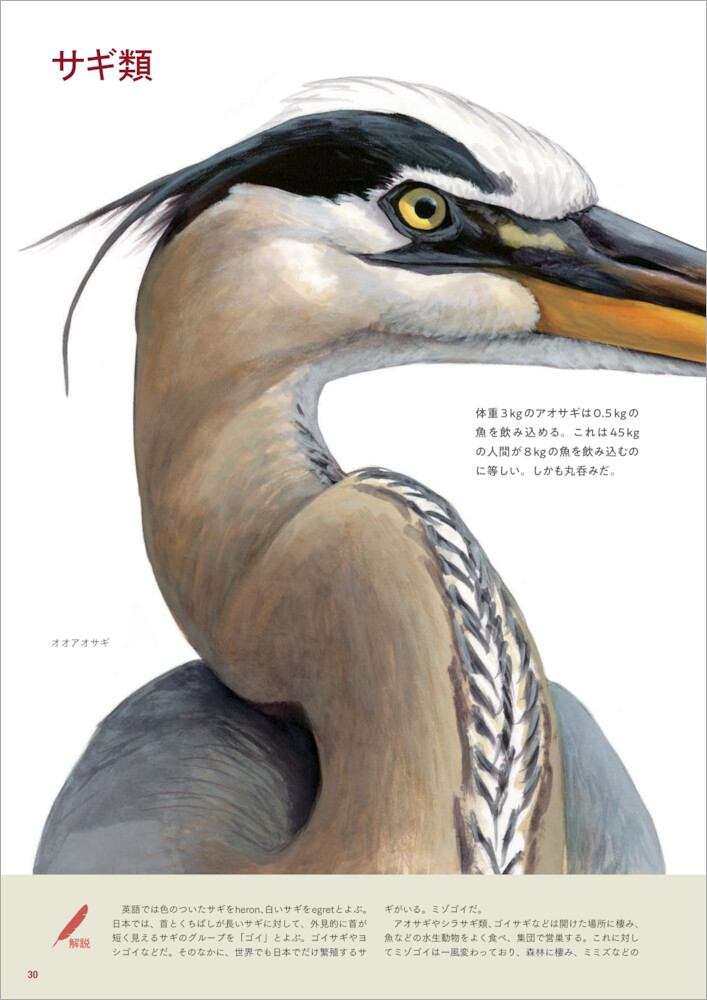 イラスト図解鳥になるのはどんな感じ？見るだけでは物足りないあなたのための鳥類学入門[デビッド・アレン・シブリー]