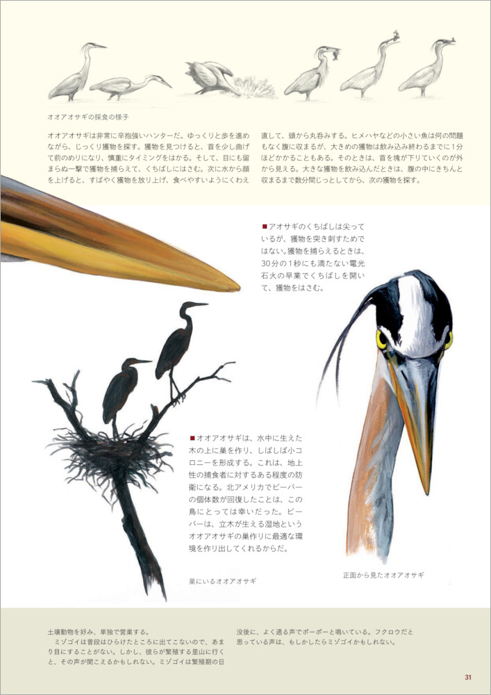 イラスト図解鳥になるのはどんな感じ？見るだけでは物足りないあなたのための鳥類学入門[デビッド・アレン・シブリー]