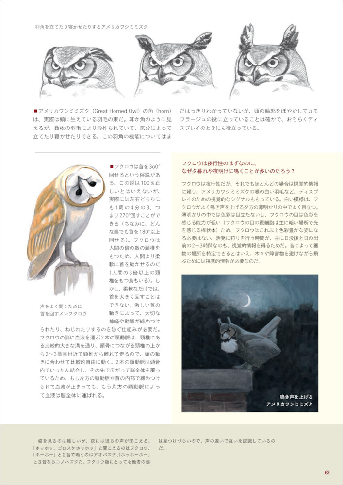 イラスト図解鳥になるのはどんな感じ？見るだけでは物足りないあなたのための鳥類学入門[デビッド・アレン・シブリー]