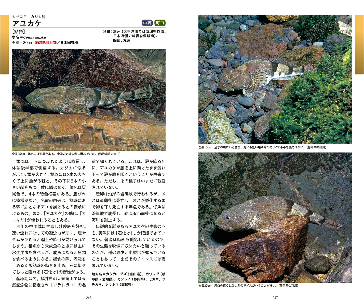 ���ܤ�ø����޴յ�����©�Ķ��ȸ�ʬ����ݥ���Ȥ��狼��ʥե�����ɥ����ɡ�[�ĸ�ů]