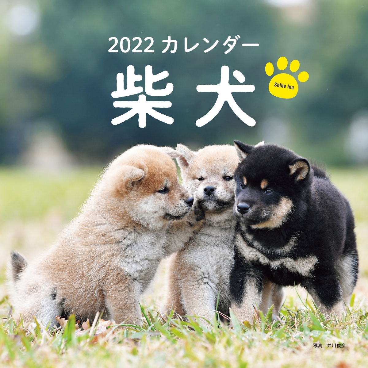 楽天ブックス 22年 カレンダー 柴犬 井川 俊彦 本