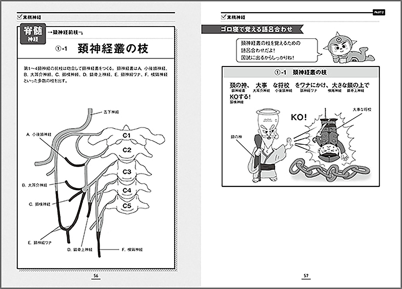 楽天ブックス 神経インパクト イラストと語呂で楽しく学ぶ解剖学 原田 晃 本