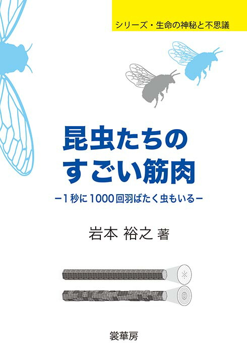 楽天ブックス 昆虫たちのすごい筋肉 1秒に1000回羽ばたく虫もいる 岩本 裕之 本