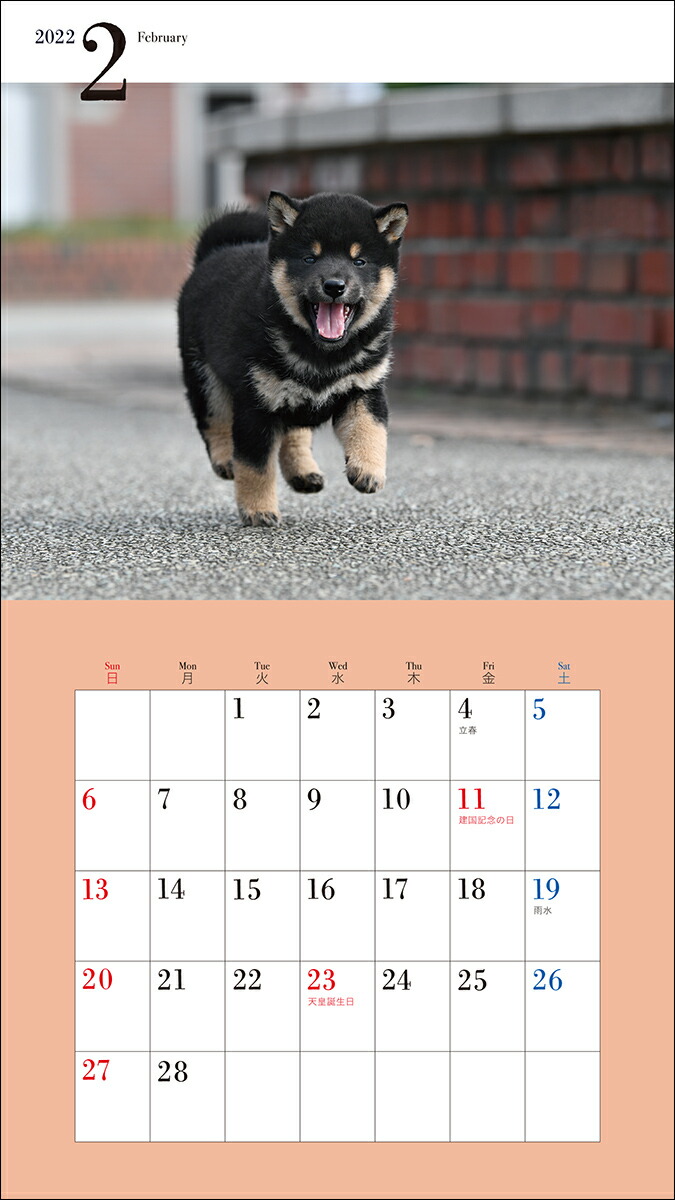 楽天ブックス 22年 カレンダー かわいい柴犬 100名様に1 000円分の図書カードをプレゼント 井川 俊彦 本