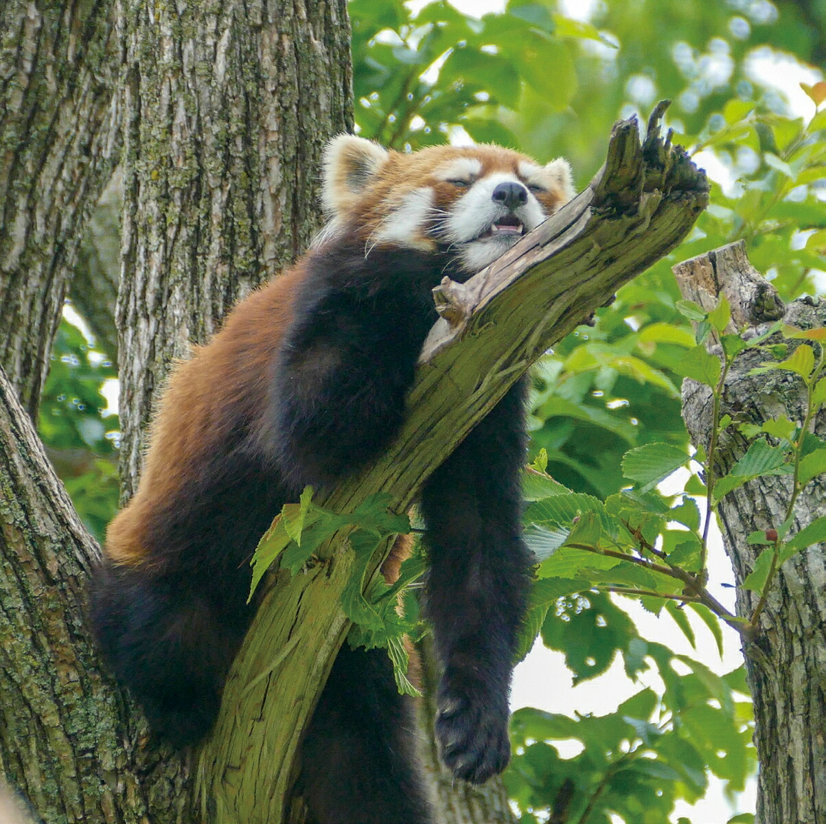 楽天ブックス へんてこ レッサーパンダ 石簾マサ 本