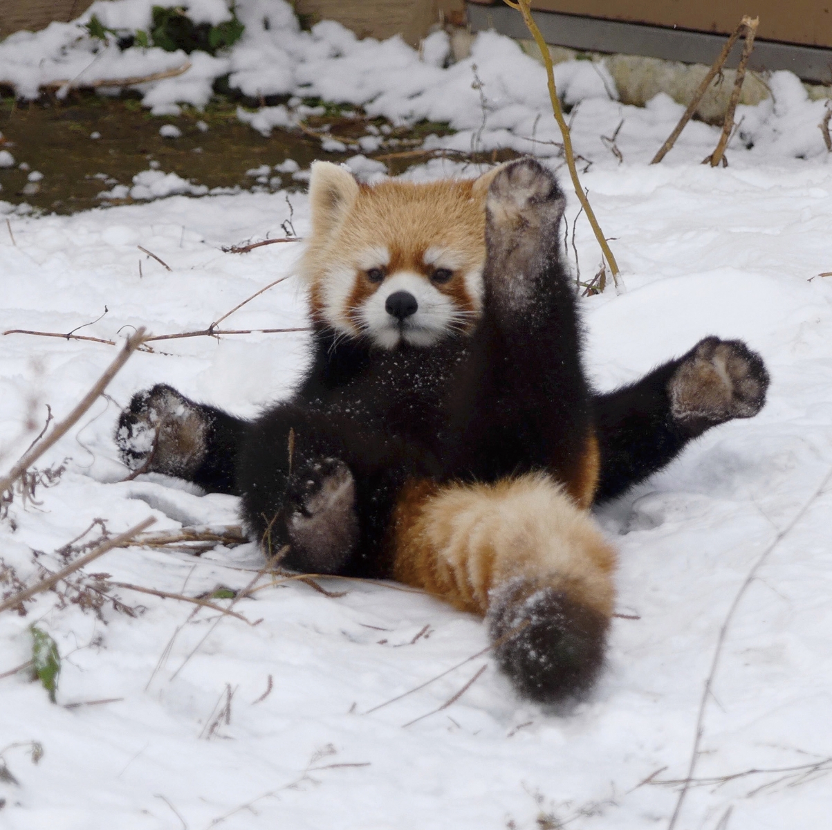 楽天ブックス へんてこ レッサーパンダ 石簾マサ 本