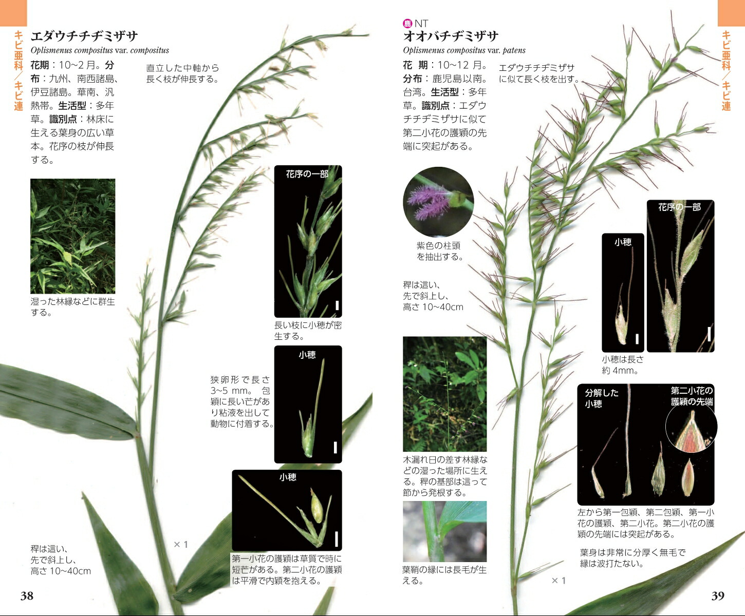 楽天ブックス 南のイネ科ハンドブック 茨木 靖 本