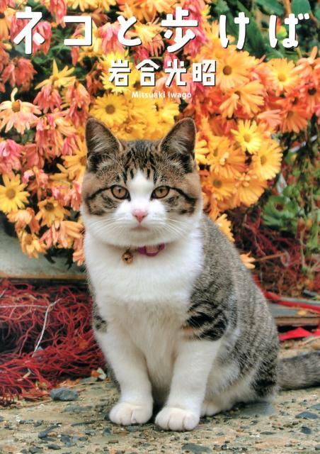 楽天ブックス ネコと歩けば ニッポンの猫写真集 岩合光昭 本