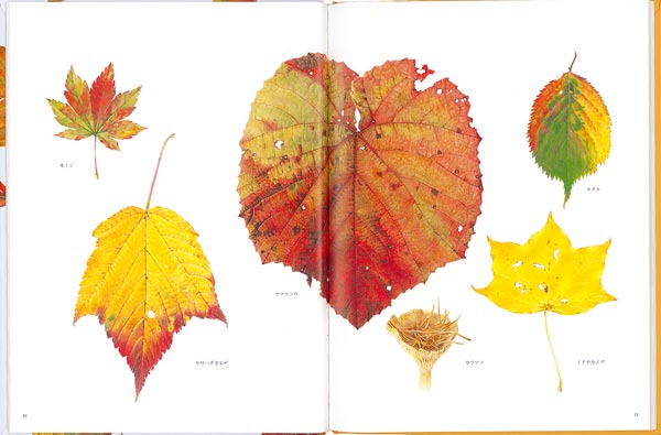 ����ա�ʡ���ۤ�ñ���ܡ�[ʿ���»�]