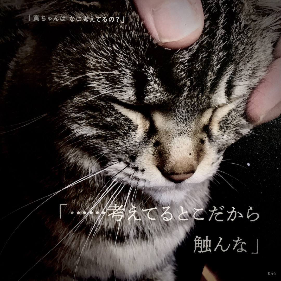 What'sonYourMind��Tora-Chan?�Ҥ����Ϥʤ˹ͤ��Ƥ�Ρ��ʥͥ��Υ���[�Ҽ�Ϻ]