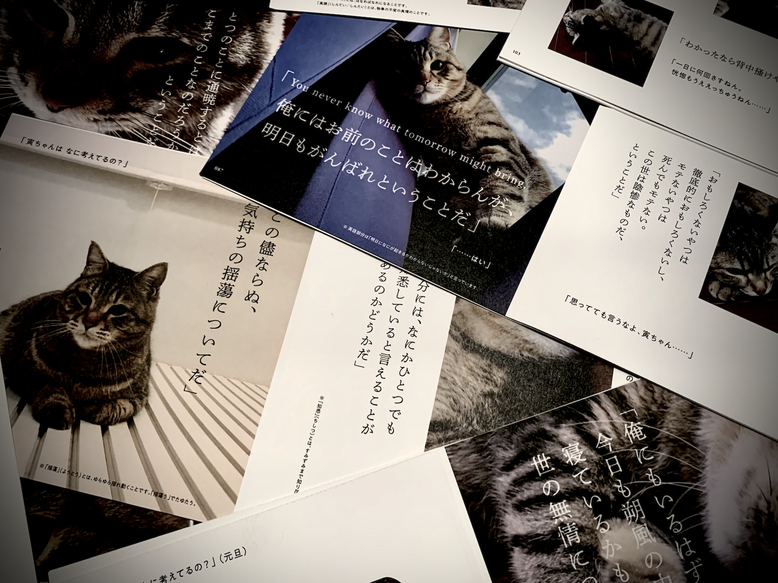 What'sonYourMind��Tora-Chan?�Ҥ����Ϥʤ˹ͤ��Ƥ�Ρ��ʥͥ��Υ���[�Ҽ�Ϻ]