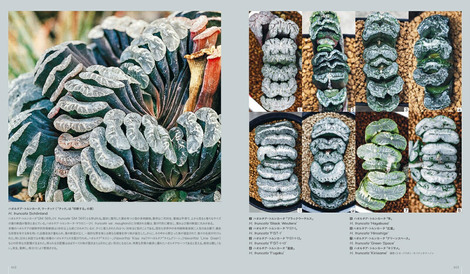 多肉植物全書AllaboutSUCCULENTS[パワポン・スパナンタナーノン]