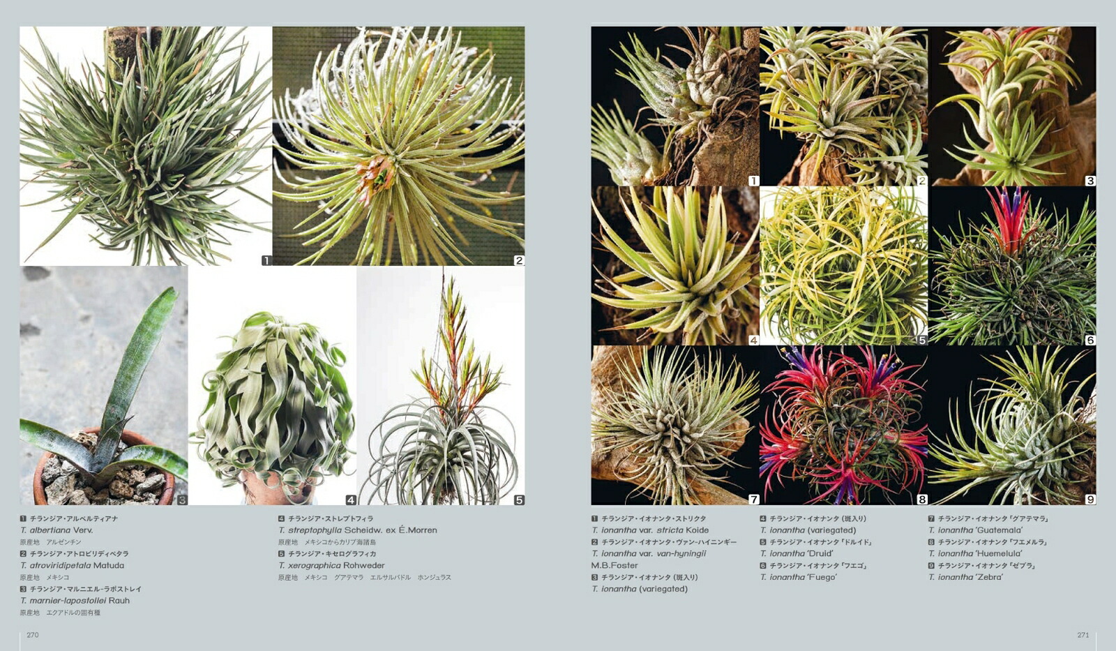 多肉植物全書AllaboutSUCCULENTS[パワポン・スパナンタナーノン]