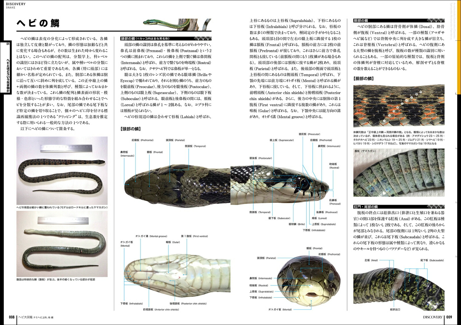 楽天ブックス ヘビ大図鑑 ナミヘビ上科 他編 分類ほか改良品種と生態 飼育 繁殖を解説 中井 穂瑞領 本