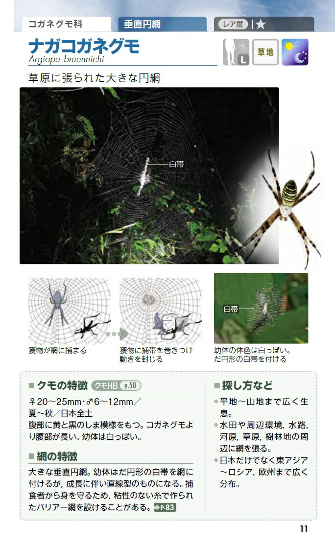 新色追加 即決 B 蜘蛛の巣 英語 わけあり並の激安価格 Mammamoda Sk