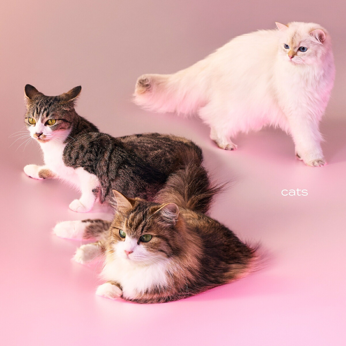 楽天ブックス: cats (初回限定盤 CD＋Photobook) - My Hair is Bad