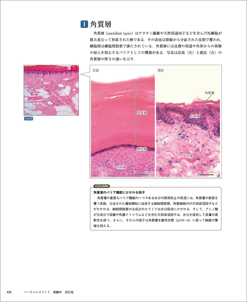 �С�����륹�饤���ȿ��ز�����[��꿭��]