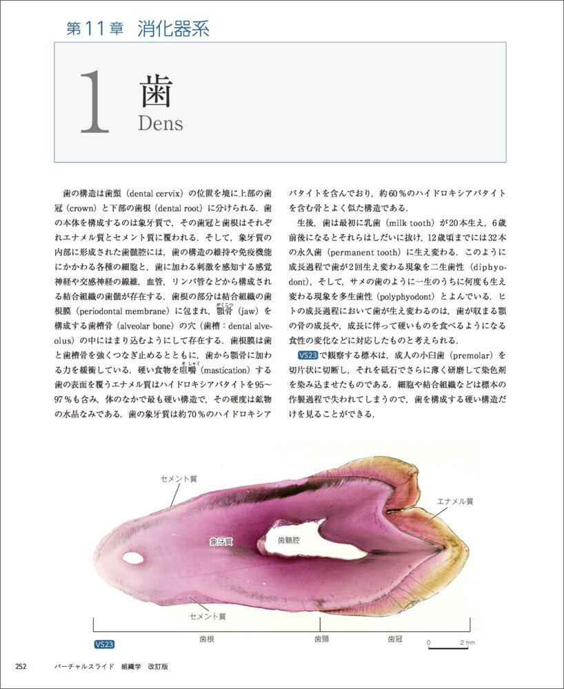 �С�����륹�饤���ȿ��ز�����[��꿭��]