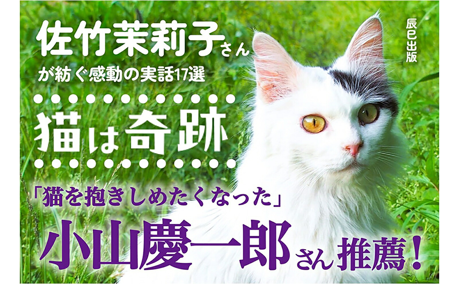 猫は奇跡[佐竹茉莉子]