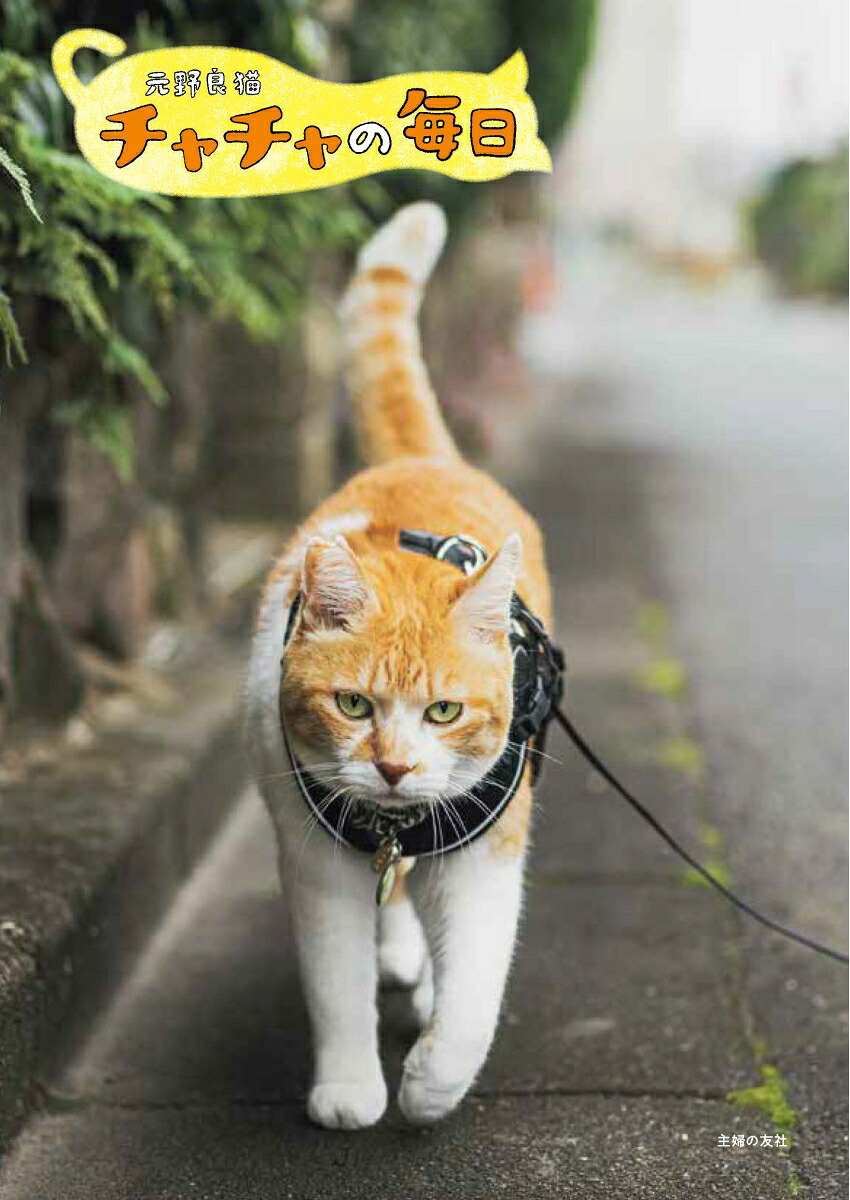 楽天ブックス: 元野良猫チャチャの毎日 - 元野良猫チャチャ - 9784074611782 : 本