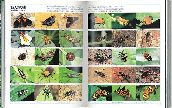 今森光彦世界昆虫記（写真記シリーズ）[今森光彦]