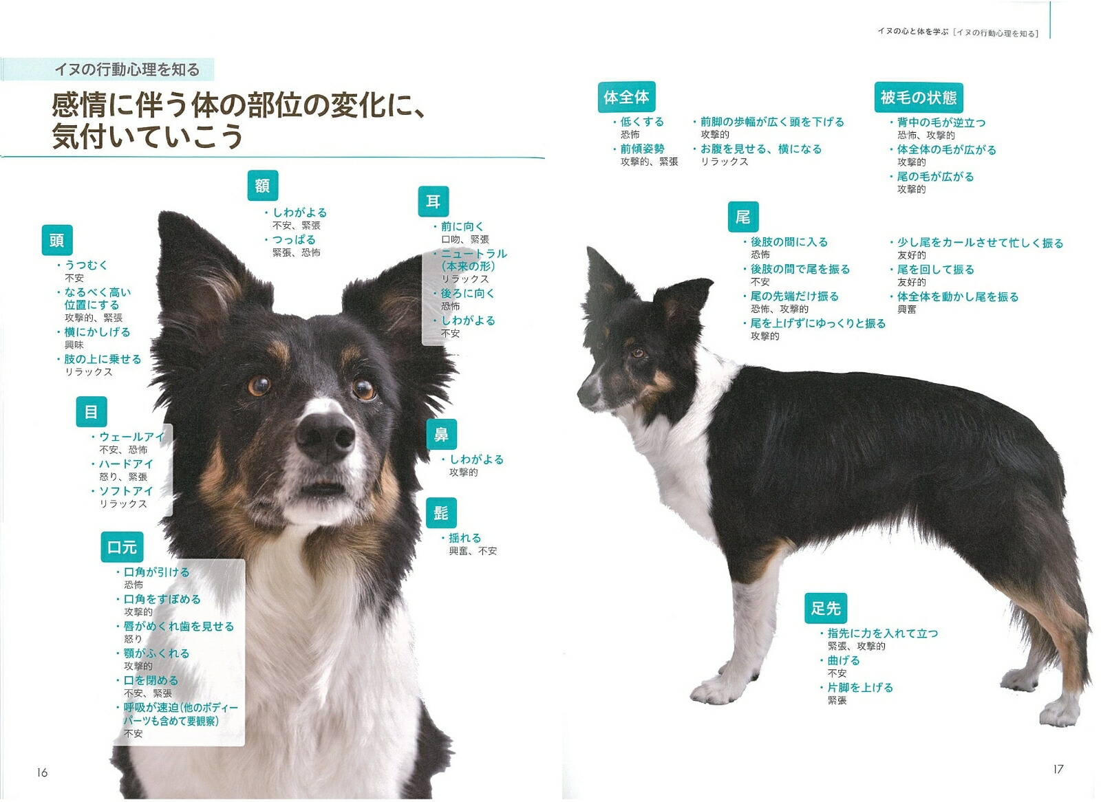 ɥåޥåƥ˥åBOOKΰǴܤѤޤ[Ĥꤳ]