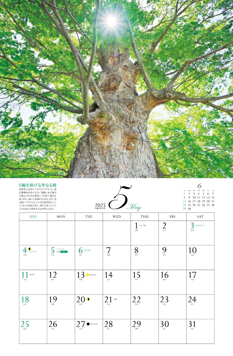 ����ͩ�ݥѥ���ݥåȥ���������2025�ˡʡΥ��������ϡ�