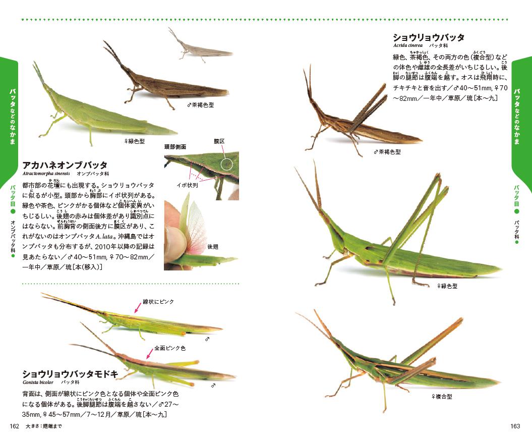 楽天ブックス 沖縄の昆虫 槐 真史 本