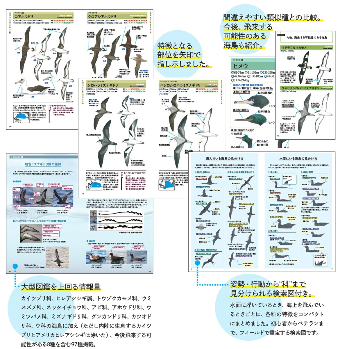 新海鳥ハンドブック増補改訂版[箕輪義隆]