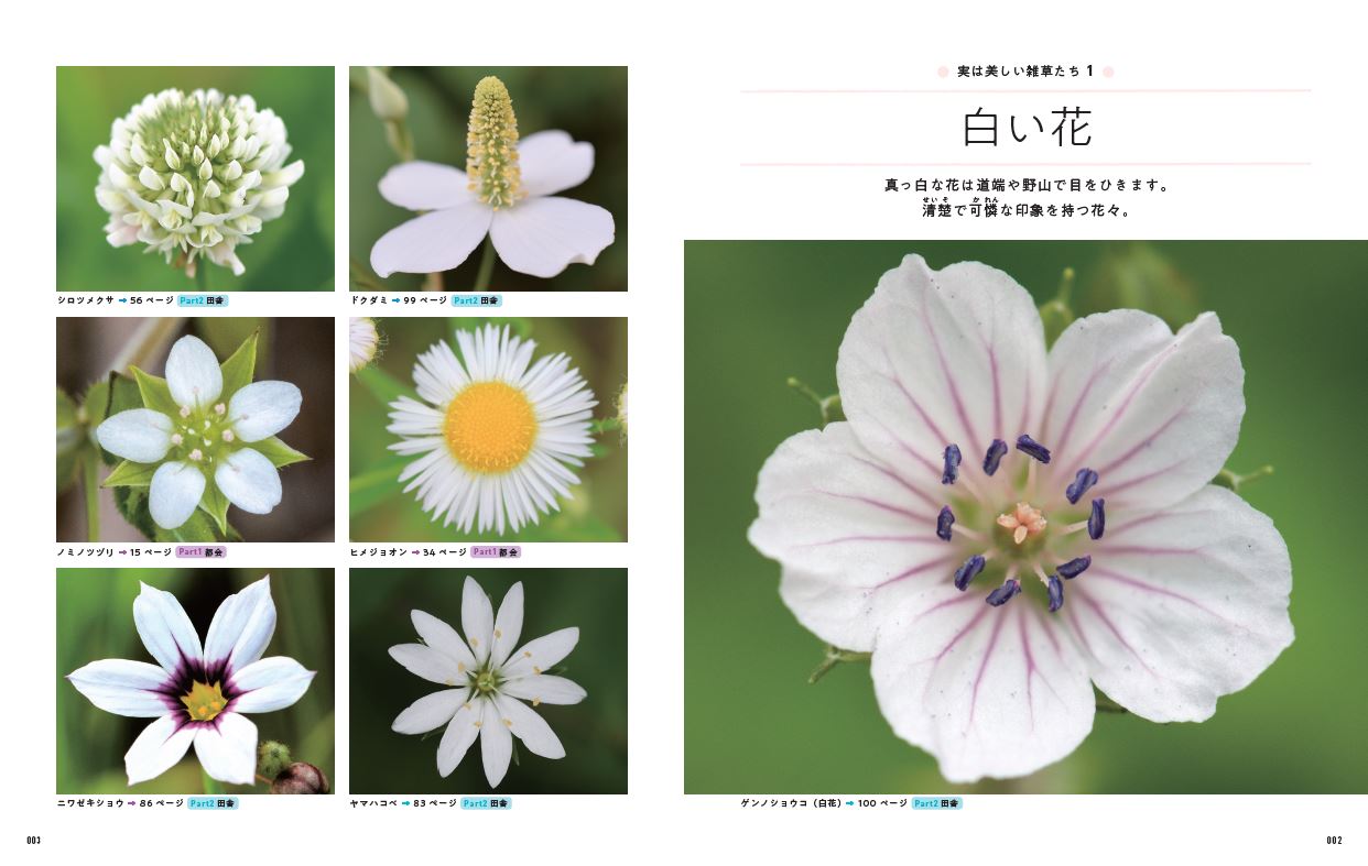 楽天ブックス: 四季の雑草図鑑 いつもの散歩が楽しくなる - 稲垣 栄洋 - 9784299041869 : 本