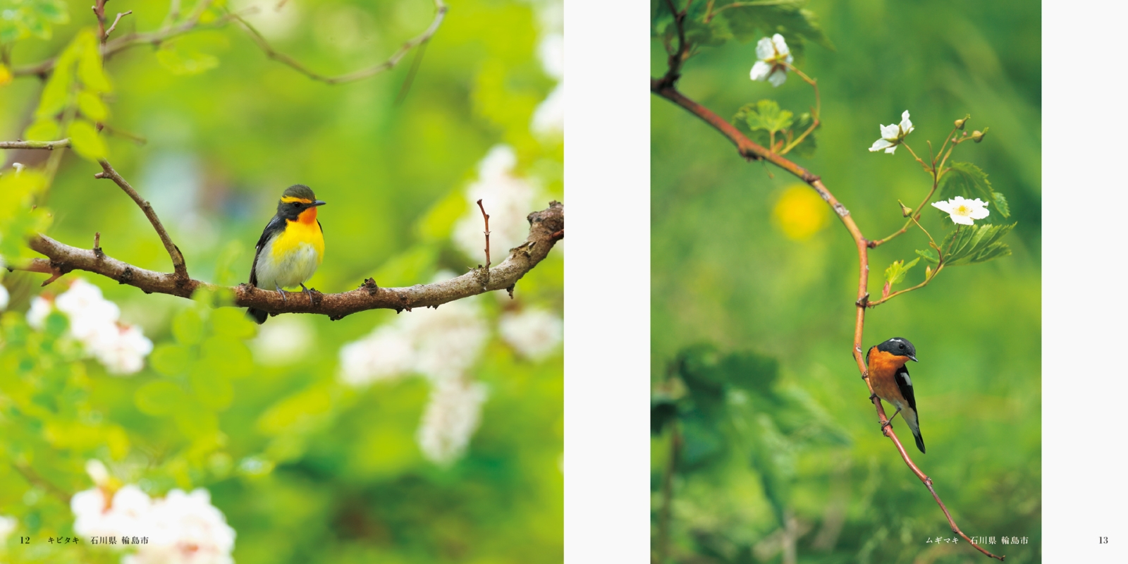 楽天ブックス 日本のかわいい鳥と花 真木広造 本