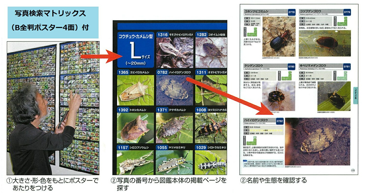 新版昆虫探検図鑑1600写真検索マトリックス付[川邊透]