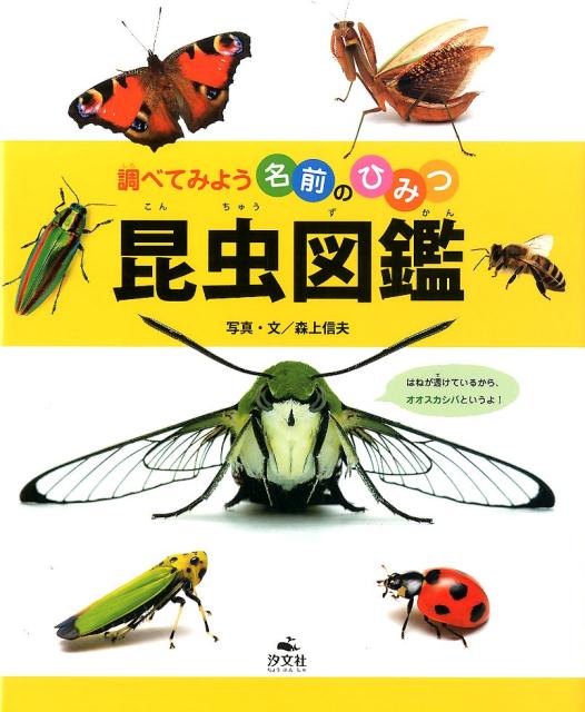 楽天ブックス: 昆虫図鑑 - 森上信夫 - 9784811321967 : 本