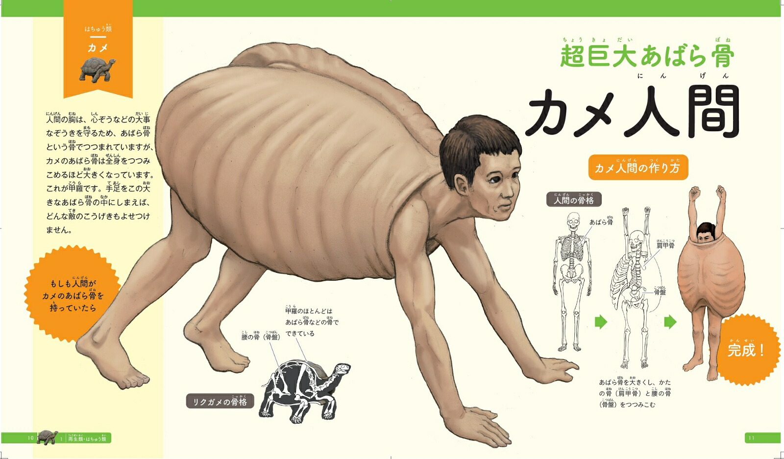 楽天ブックス カメの甲羅はあばら骨 ジュニア版 人体で表す動物図鑑 川崎悟司 本