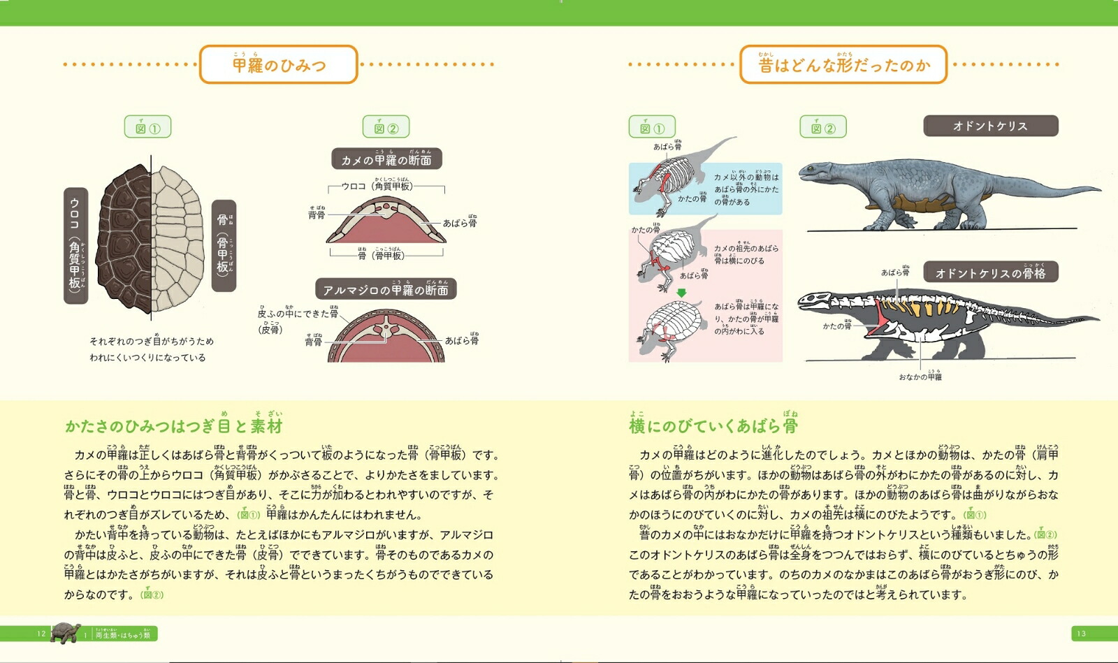 カメの甲羅はあばら骨 ジュニア版 人体で表す動物図鑑 カメの甲羅はあばら骨 ジュニア版 人体で表す動物図鑑 | 川崎 悟司 |本