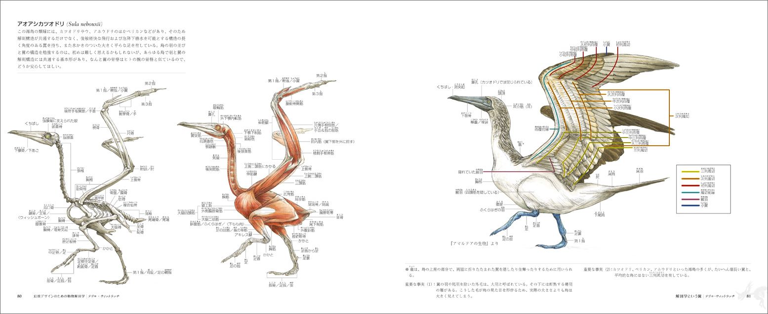楽天ブックス 幻獣デザインのための動物解剖学 絶滅種 テリル ウィットラッチ 本