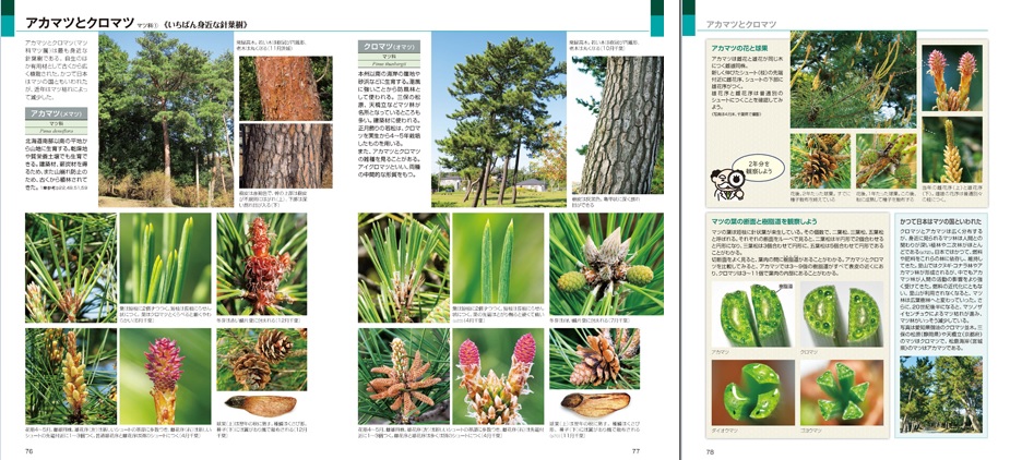 樹木博士入門（全農教観察と発見シリーズ）[小幡和男]