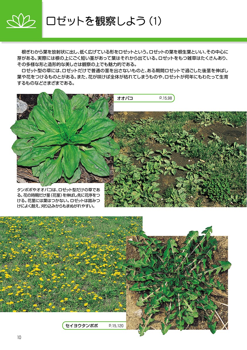 新訂校庭の雑草（野外観察ハンドブック）[岩瀬徹]