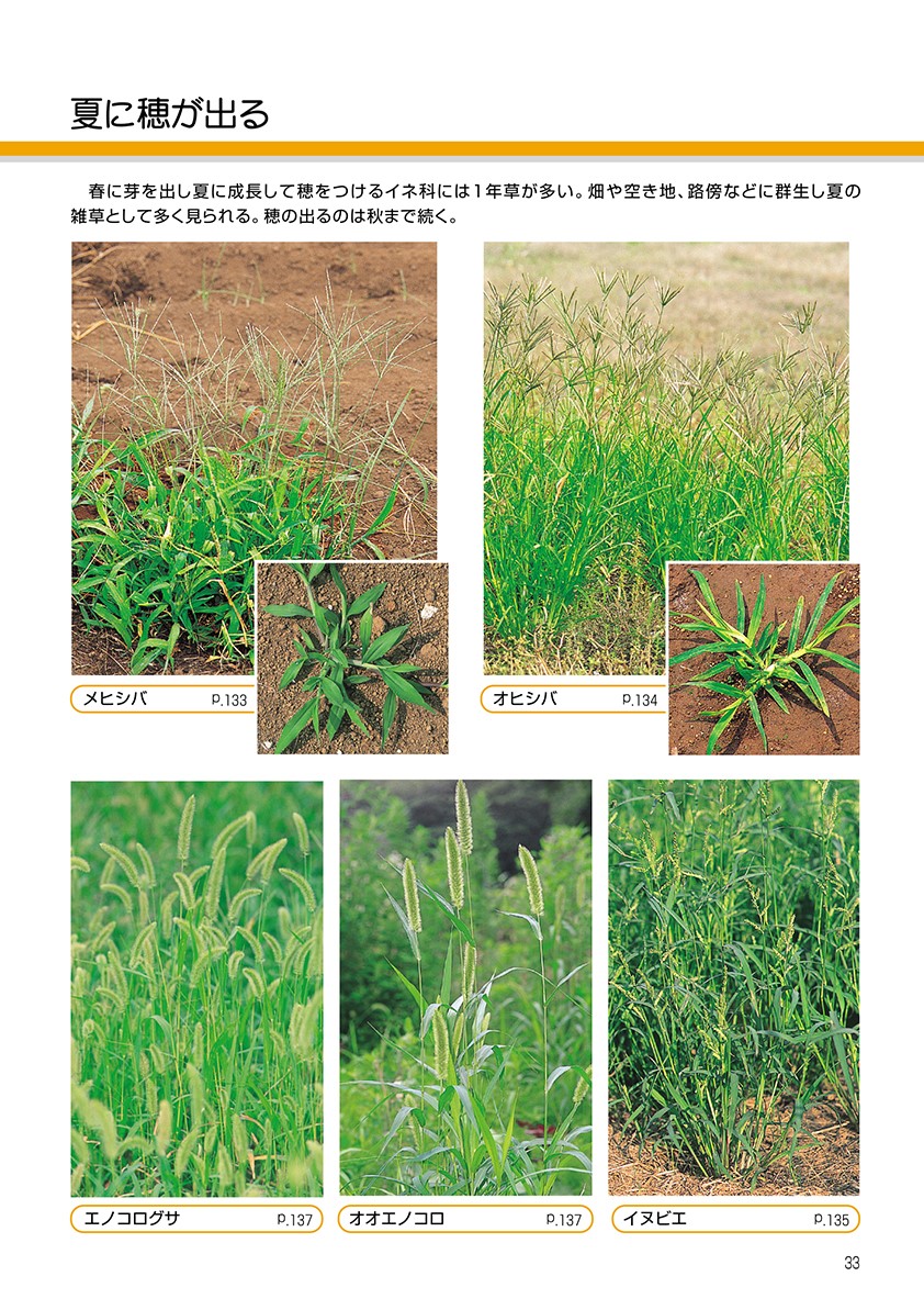 新訂校庭の雑草（野外観察ハンドブック）[岩瀬徹]