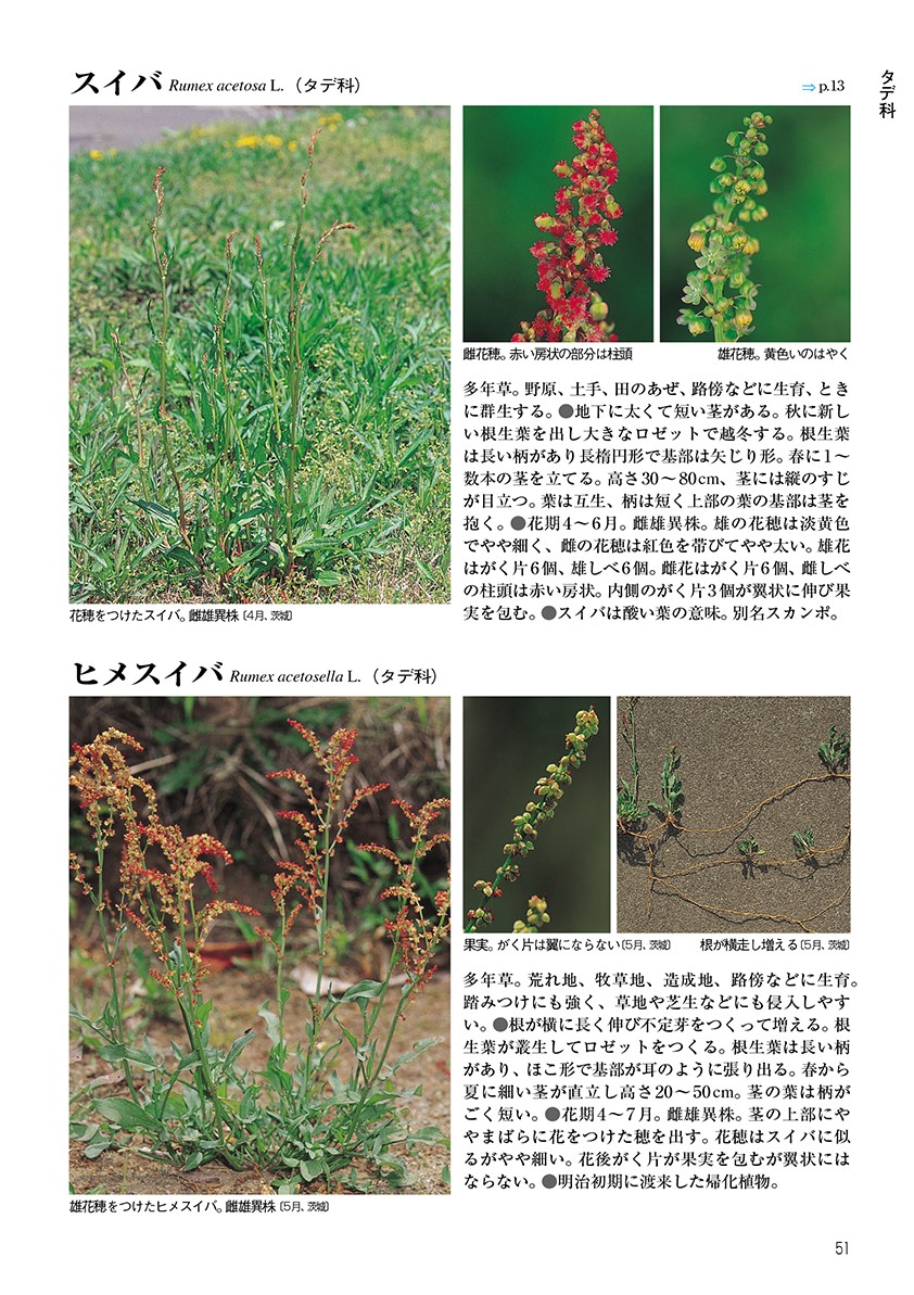 新訂校庭の雑草（野外観察ハンドブック）[岩瀬徹]
