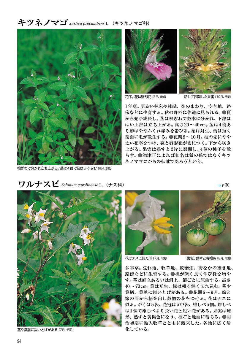 新訂校庭の雑草（野外観察ハンドブック）[岩瀬徹]
