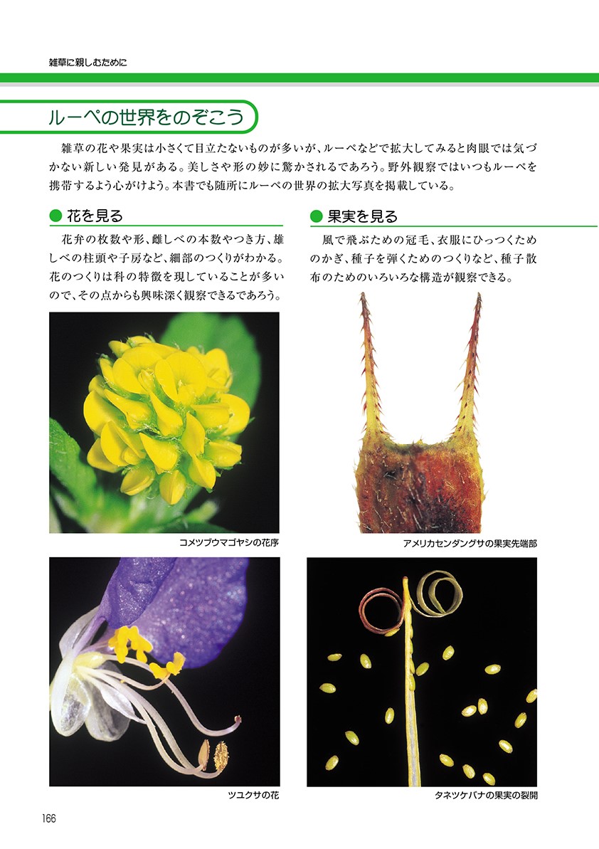 新訂校庭の雑草（野外観察ハンドブック）[岩瀬徹]