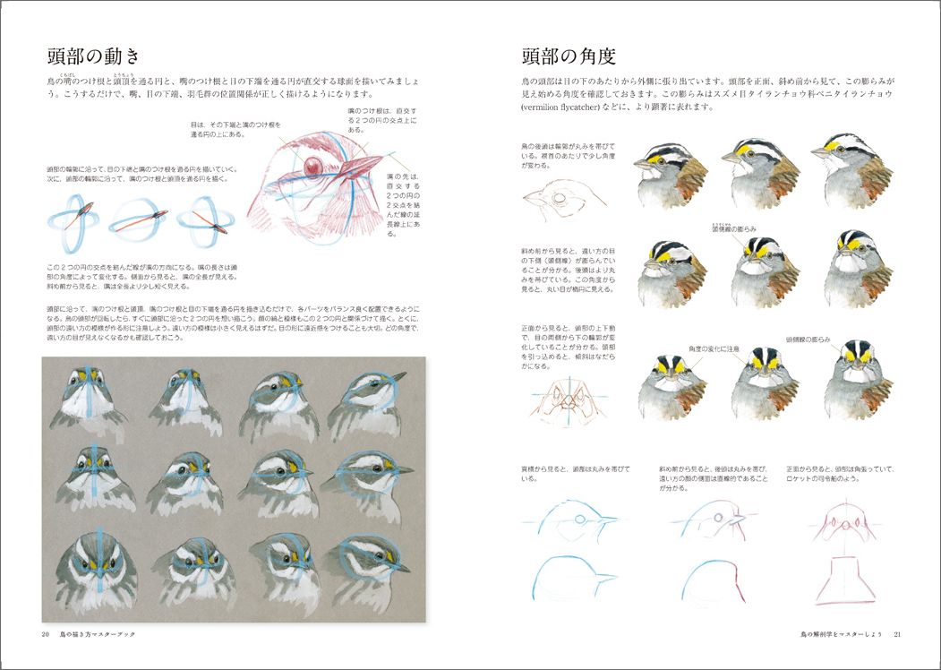 楽天ブックス 鳥の描き方マスターブック 骨格を理解していきいきと