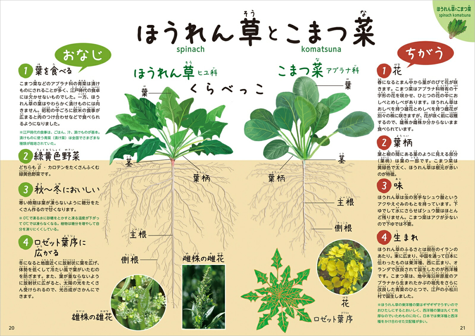 楽天ブックス 野菜の教え 秋 冬編 渡邉幸雄 本