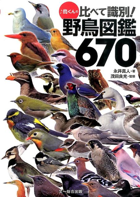 楽天ブックス 鳥くんの比べて識別 野鳥図鑑670 永井真人 本