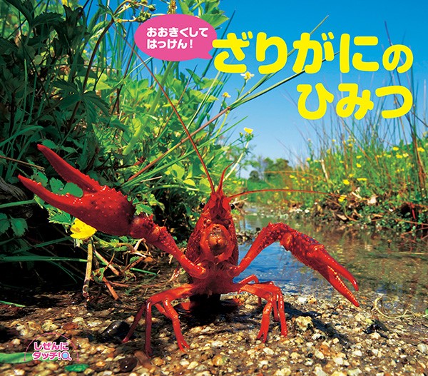 楽天ブックス おおきくしてはっけん ざりがにのひみつ 武田正倫 本