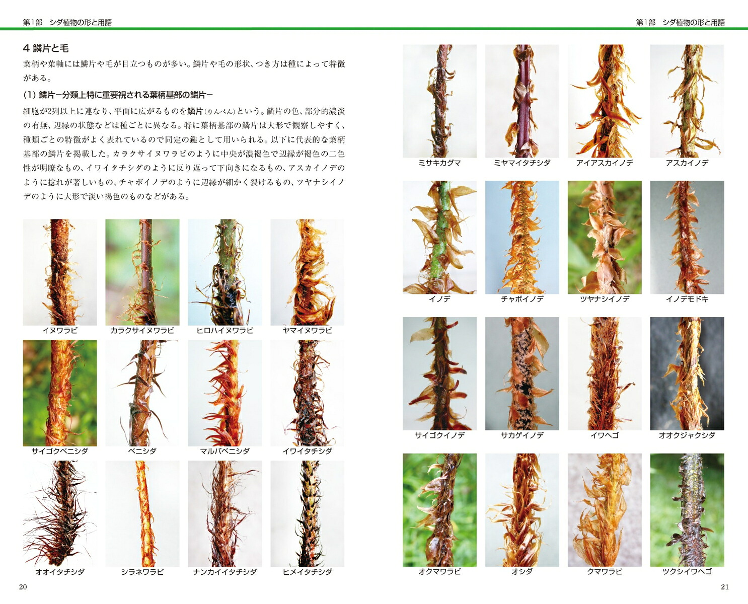 シダ識別入門図鑑[谷城勝弘]